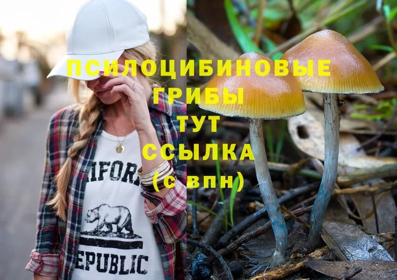 как найти наркотики  Городец  Псилоцибиновые грибы Psilocybe 